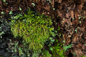 Moss on bark texture