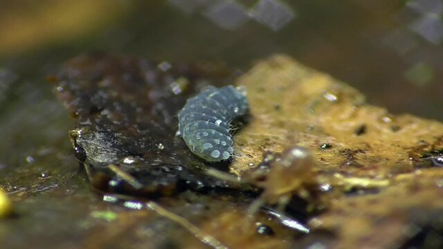 Springschwanz (Collembola) im Waldboden der Eifel