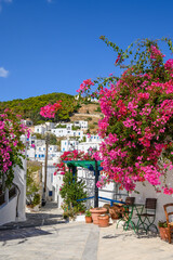 Fototapeta na wymiar Blooming bougainvillea flowers on street in Lefkes village on the island of Paros. Cyclades, Greece