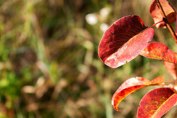 Red leaves of pear on an autumn sunny day. Pear leaves close-up on a blurred background. The sun illuminates the red leaves of the fruit tree.
