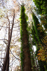 tall trees with ivy vines