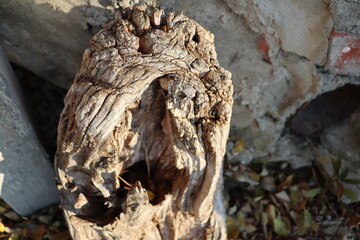 stump