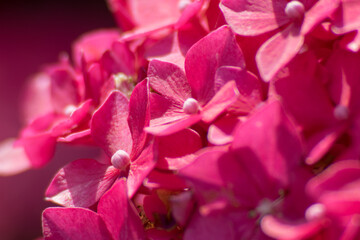 Pinke Blumen