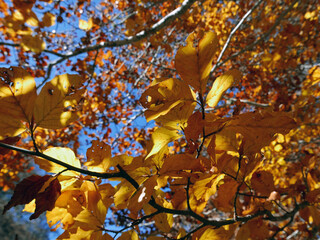 brillanti foglie gialle autunnali contro il cielo azzurro