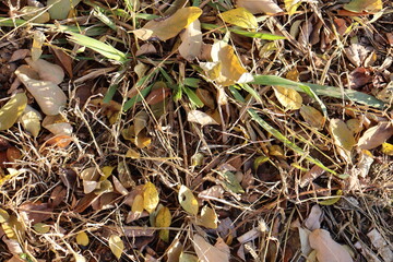 autumn leaves background