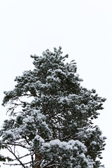 pine trunks and branches covered with white snow and frost against a white sky