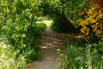 path among the branches of a tree, dark part