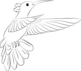 Obraz premium Colibri 