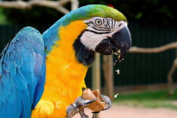 Large South American Blue-and-yellow macaw Parrot, Ara ararauna breaking open a walnut with its beak.