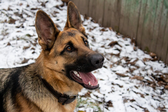 happy german shepherd dog with open mouth and an enthusiastic look with love on a background of snow on the street horizontal photo