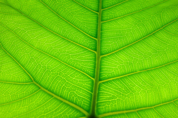 Texture of a green leaf as background. Leaf texture.
