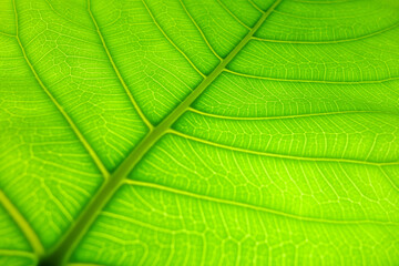 Texture of a green leaf as background. Leaf texture.
