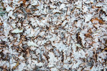 autumn leaves in the snow