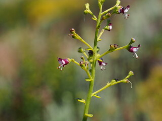 French Figwort (Scrophularia canina)