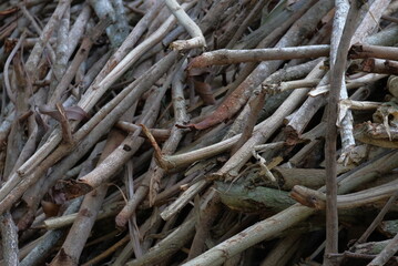 pile of  dry limb for firewood