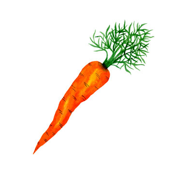 Watercolor carrot for autumn harvest, greet card. Hand drawn illustration on white background. Perfect design element.