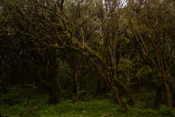 Obraz premium Dark nature