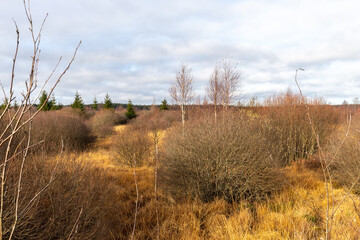 Landscape in the High Fens in Belgium