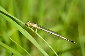 dragonfly on a leaf