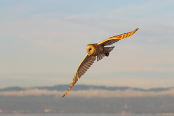 Barn Owl