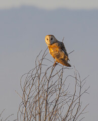 Barn Owl