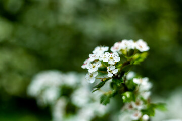 White blossoms