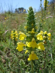 Mediterranean Lineseed (Bellardia trixago)