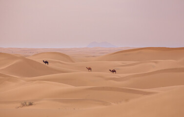 Fototapeta na wymiar Desierto de Wadi Rum al atardecer con camellos al fondo