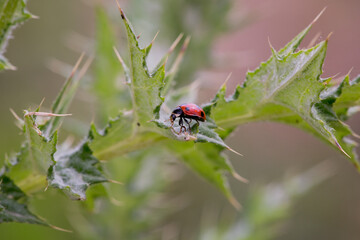 LadyBug