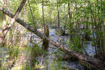 swamp marsh and muskrat in the forest