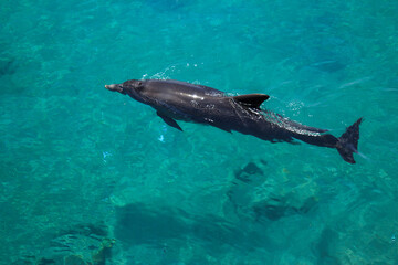 Obraz premium Red Sea, dolphin. Top view