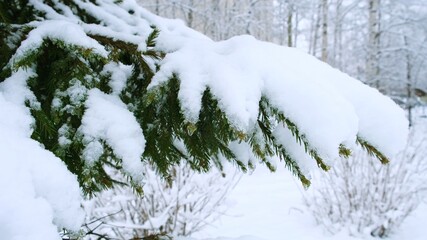 Branch Of The Christmas Fir-Tree With The Snow In The Winter Wood.