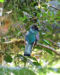 Black-throated Trogon, Trogon rufus