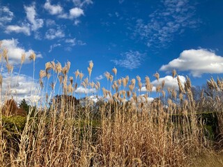Obraz premium tall autumn grass against blue sky