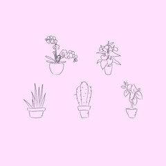 set of home plant in a vase