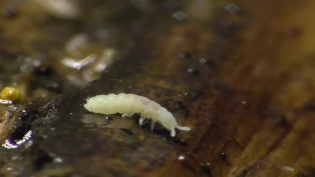 Springschwanz (Collembola) im Waldboden der Eifel