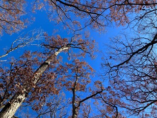 tree branches against sky in autumn