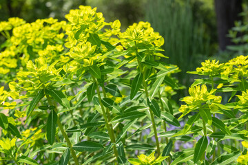 Euphorbia walichii Walichs Wolfsmilch