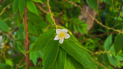 yellow flower on green background