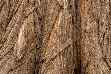 wood texture
