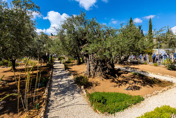 Historic Olive trees in Garden of Gethsemane within Gethsemane Sanctuary on Mount of Olives near Jerusalem, Israel