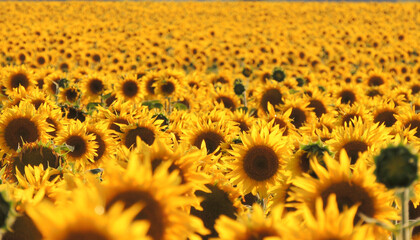 Blooming field of sunflowers on a sunny day