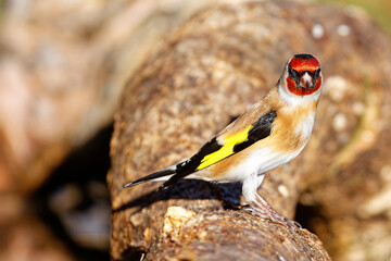 Le chardonneret élégant