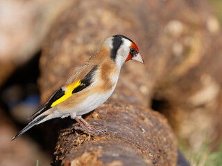 Le chardonneret élégant