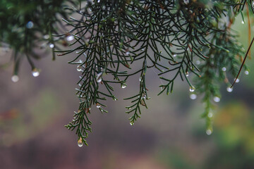 Water droplets#3