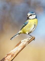 La mésange bleue