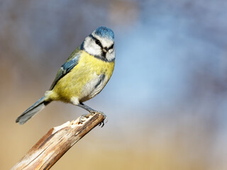 La mésange bleue