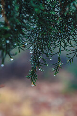 Water droplets #2