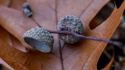 Two acorn caps falling on a yellow leaf