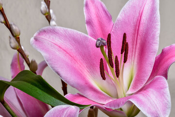 Pinkish lily flower and pussy willow twigs © Andrejs
